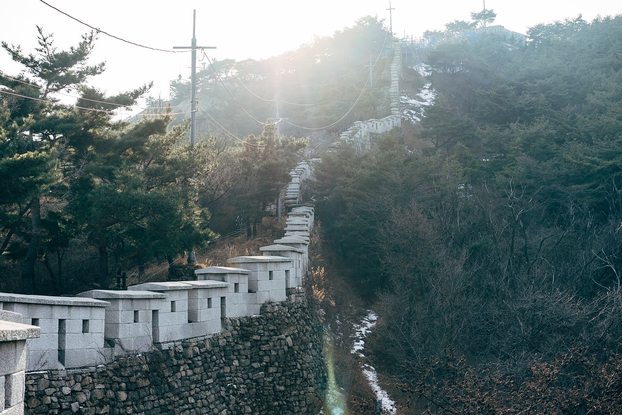 마음을 가득 채우는 강원도 평창 육백마지기와 사스타데이지의 매력
