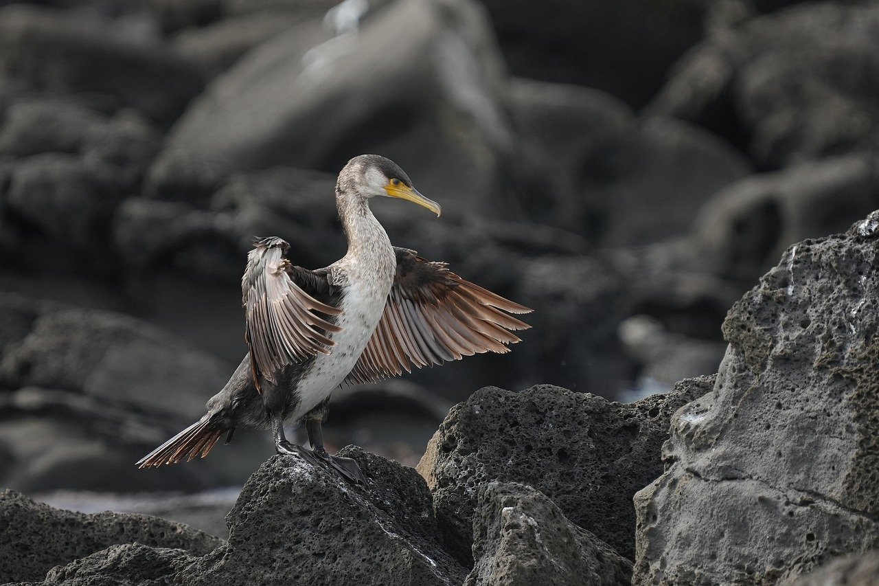 신축년 신묘월, 띠별 운세로 한 해의 길잡이를 하세요