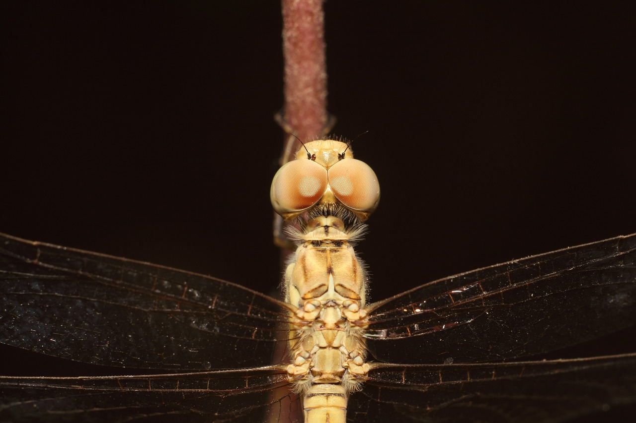 고속도로 버스 전용차로에 대한 모든 것: 안전하고 편리한 운전 습관 기르기