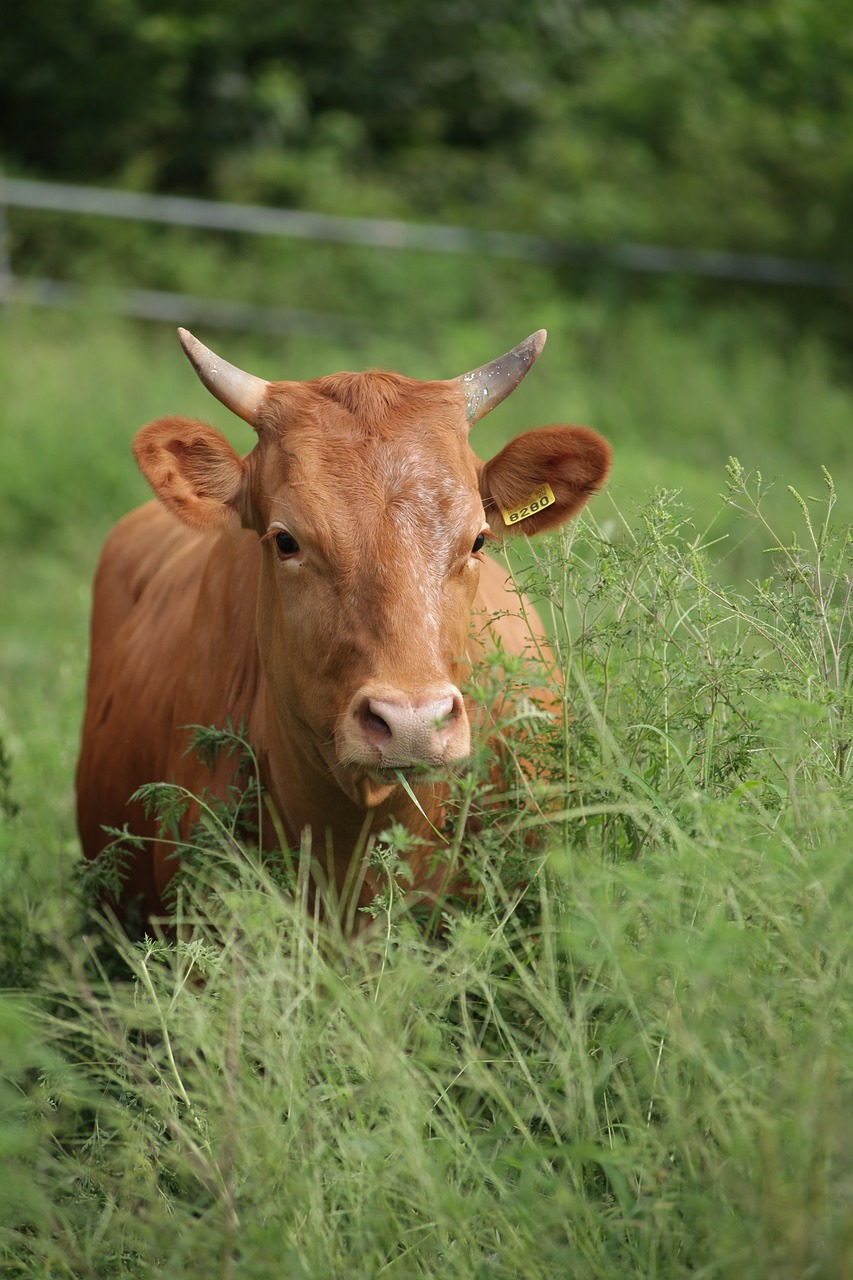 평창의 숨은 보석,