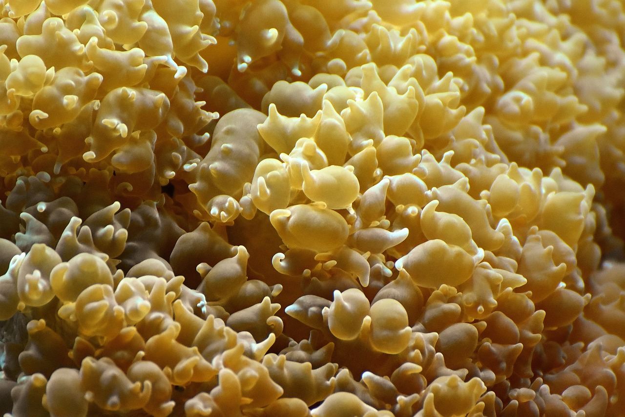 건강한 고들빼기 김치, 아삭한 맛의 비밀