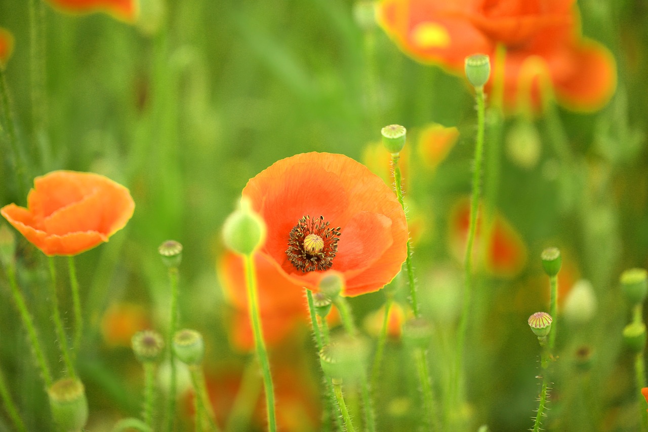 소노캄 고양 조식뷔페 – 아이와 함께한 즐거운 호캉스 경험