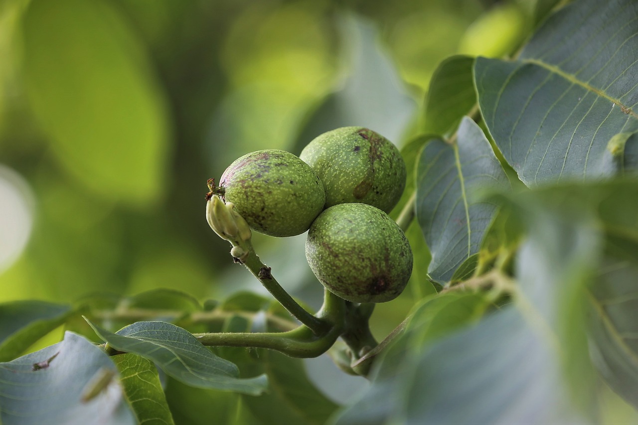 고급 브랜드 식자재의 선두주자, 최고의 자연 숙성 액젓 소개