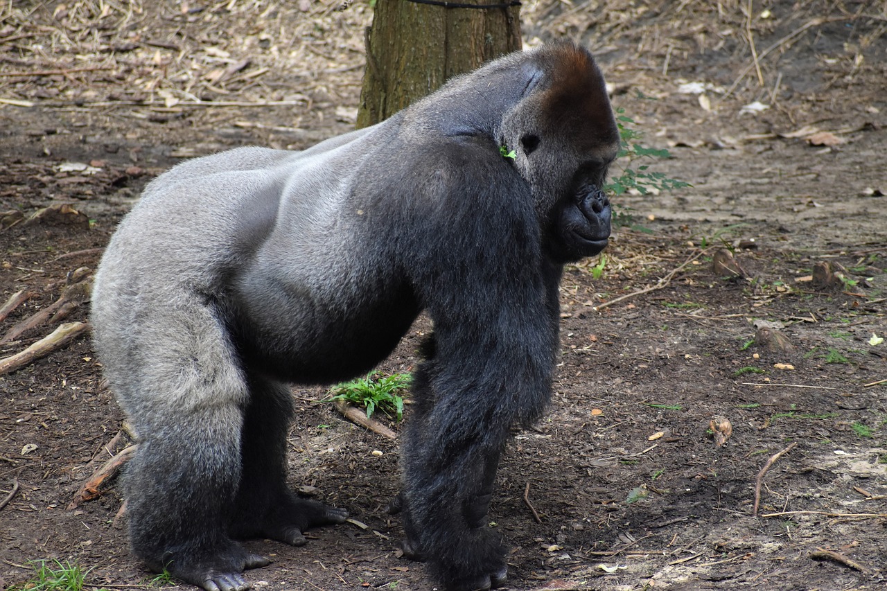 2025년 삼재띠 운세 해석: 양띠, 돼지띠, 토끼띠의 변화를 통한 기회 발견하기
