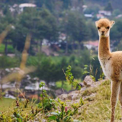 외국인의 민생회복 소비쿠폰 신청 방법과 조건을 알아보자!