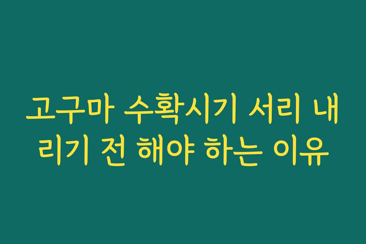 고구마 수확시기 서리 내리기 전 해야 하는 이유
