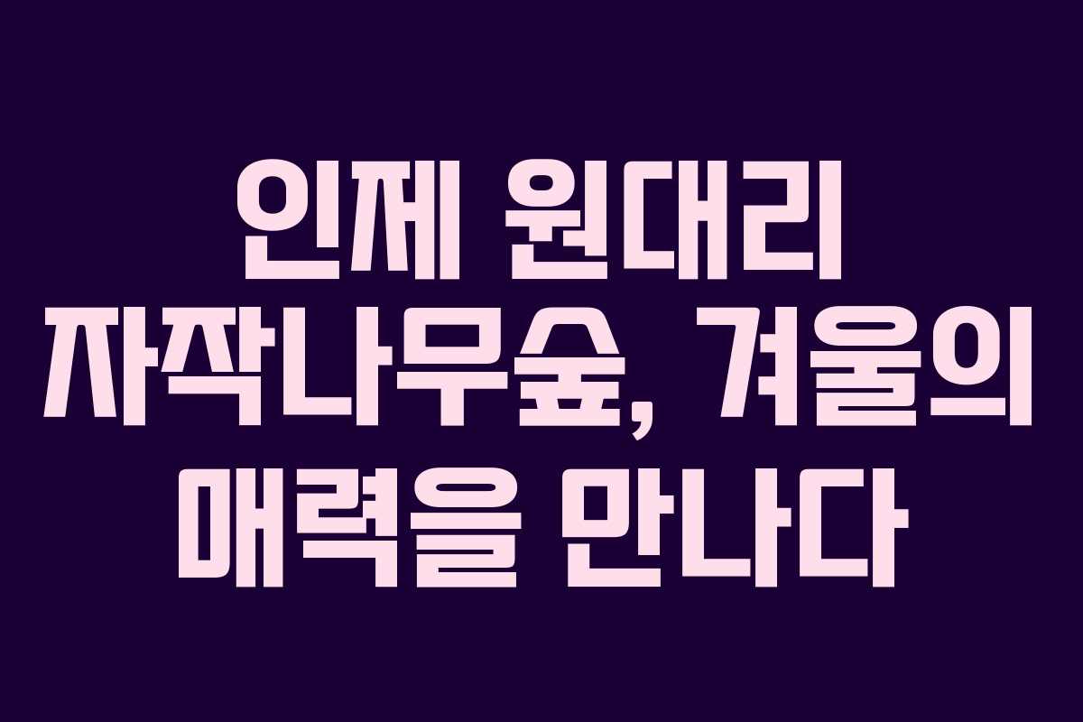 인제 원대리 자작나무숲, 겨울의 매력을 만나다