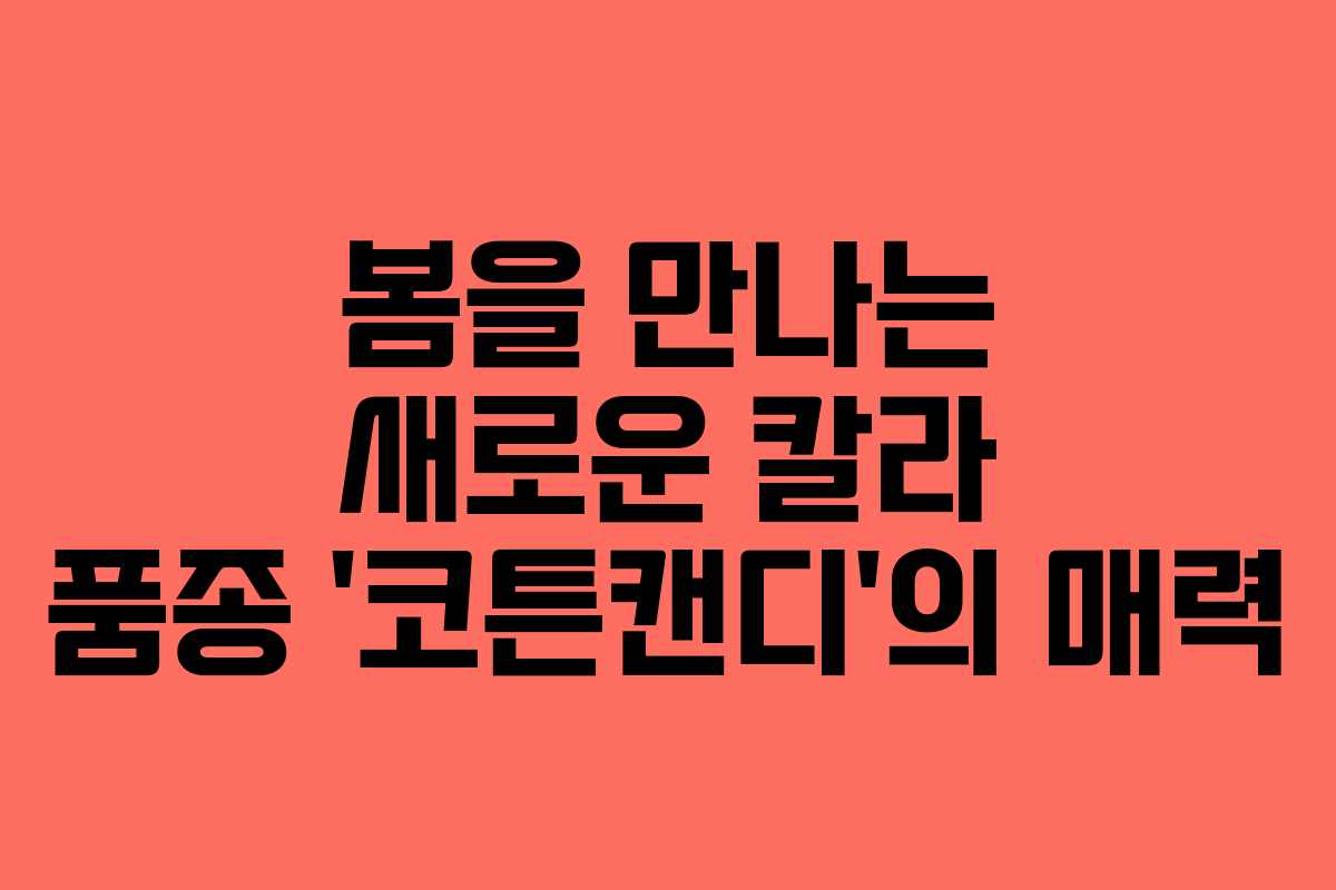봄을 만나는 새로운 칼라 품종 ‘코튼캔디’의 매력