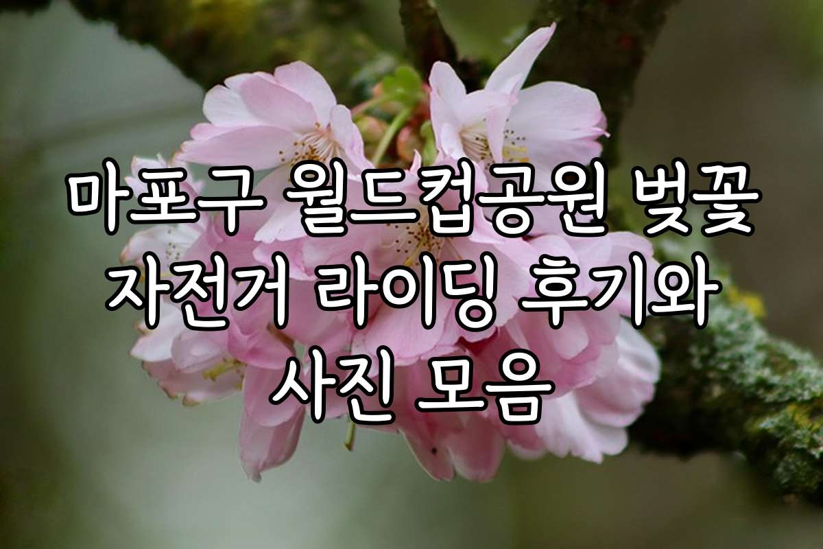 마포구 월드컵공원 벚꽃 자전거 라이딩 후기와 사진 모음