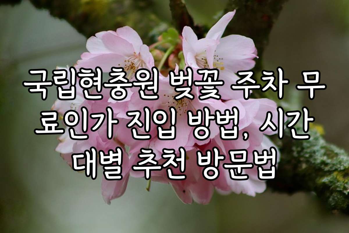 국립현충원 벚꽃 주차 무료인가 진입 방법, 시간대별 추천 방문법