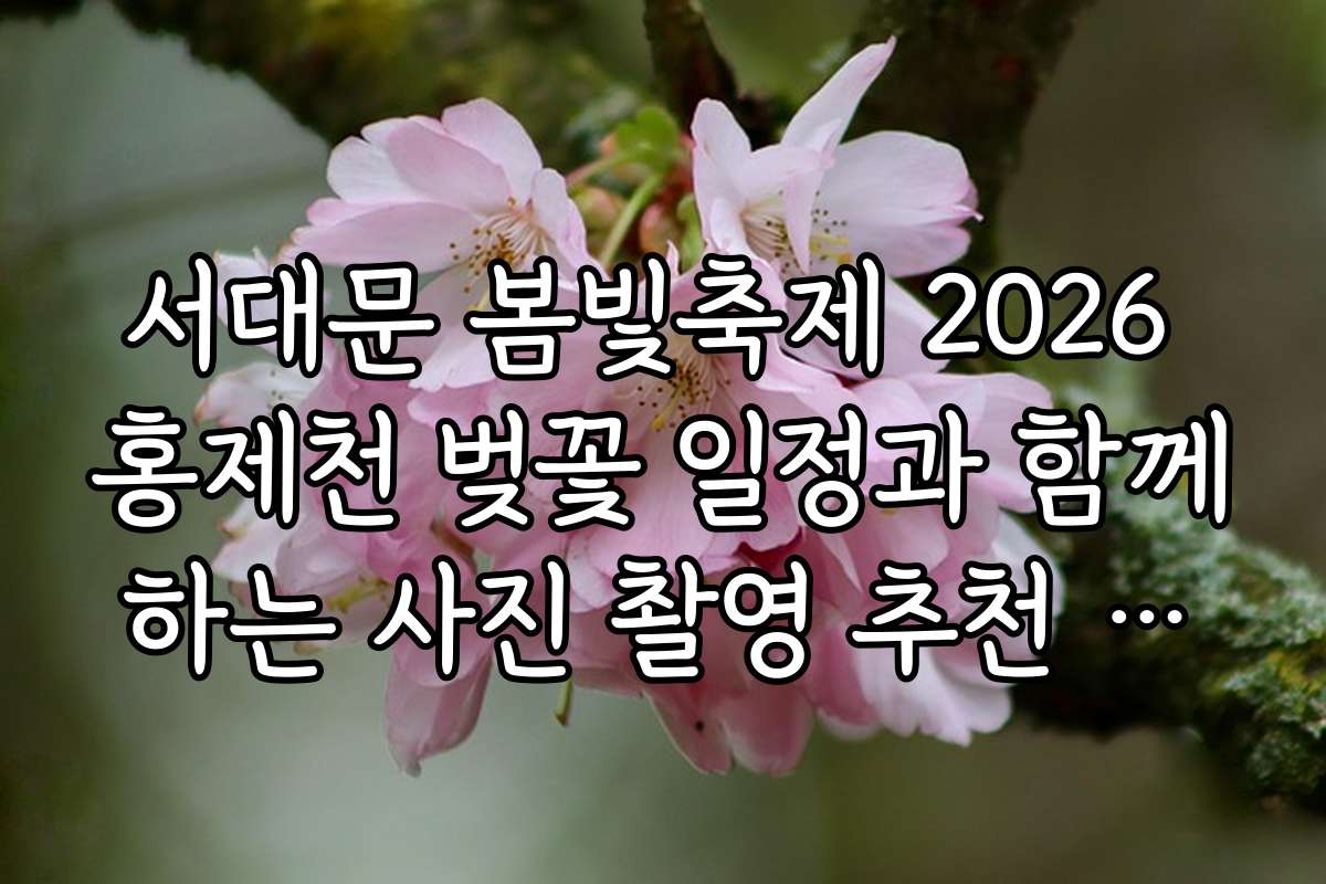 서대문 봄빛축제 2026 홍제천 벚꽃 일정과 함께하는 사진 촬영 추천 포인트와 노하우