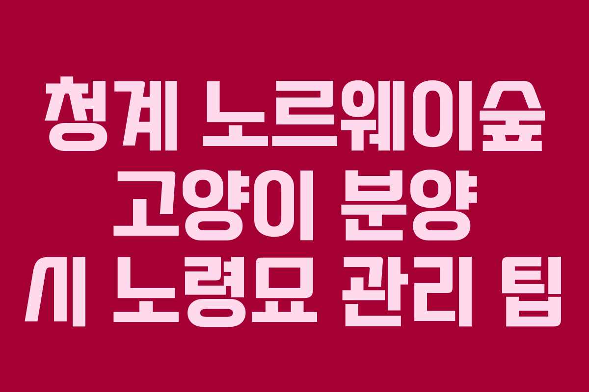 청계-노르웨이숲-고양이-분양-시-노령묘-관리-팁
